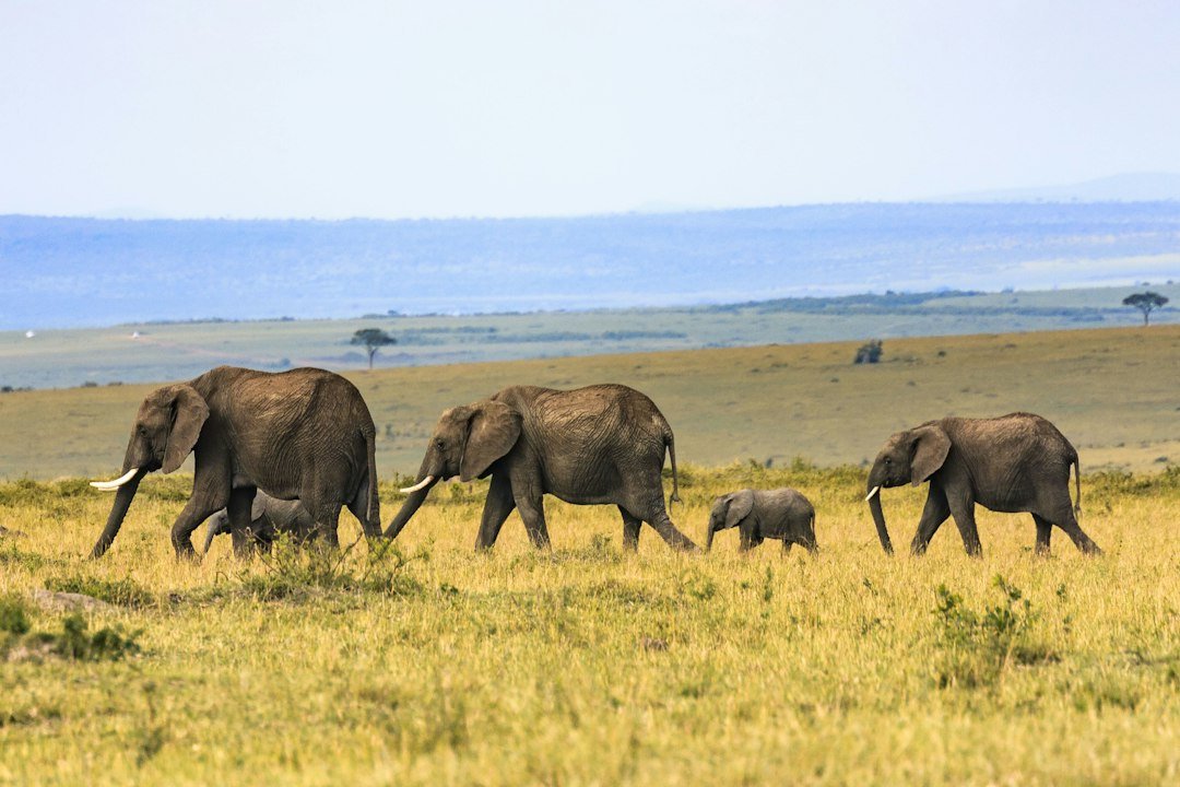 An elephant family in a grassland setting
